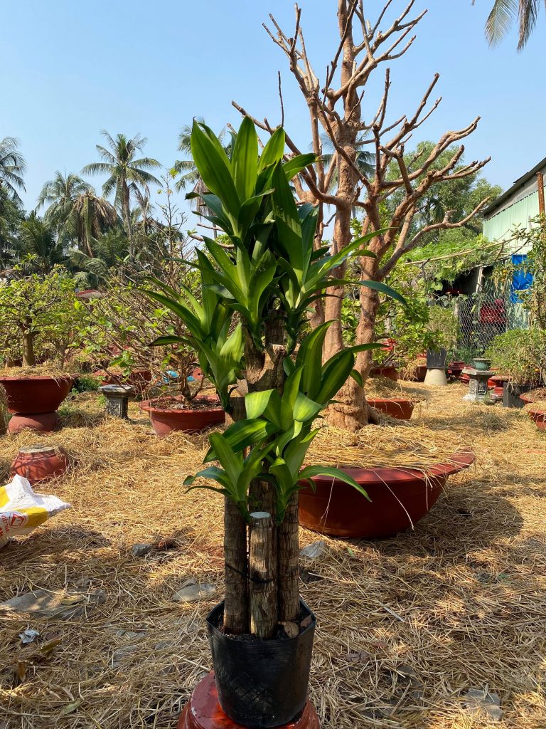 cây phát tài giá rẻ