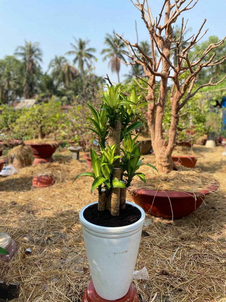 cây phát tài đẹp