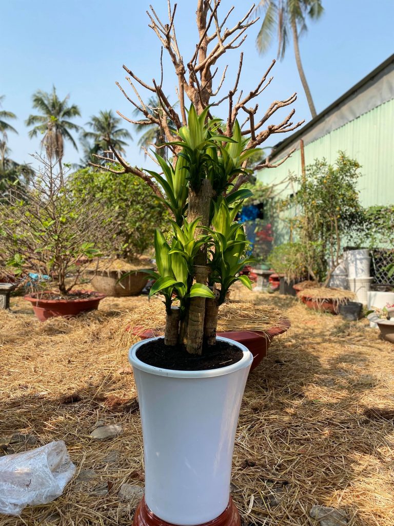 trồng cây phát tài