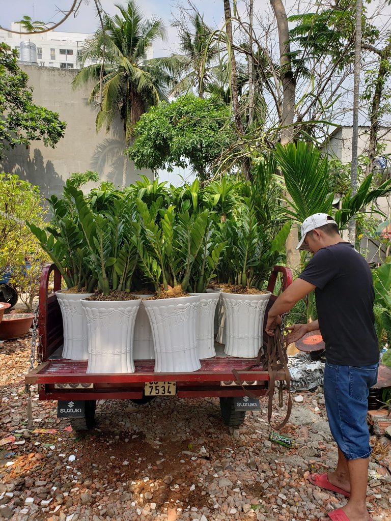 Đơn hàng 50 chậu kim tiền xanh tươi cho công ty