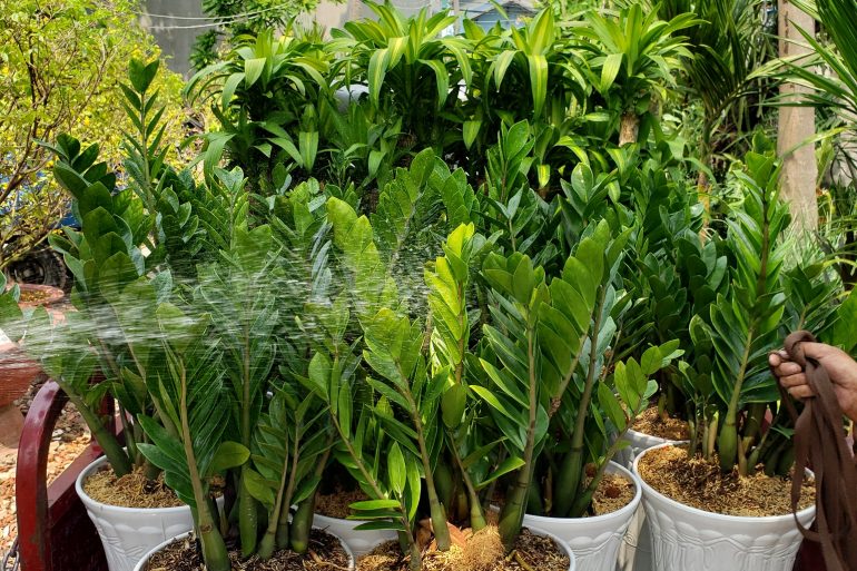 giới thiệu cây kim tiền