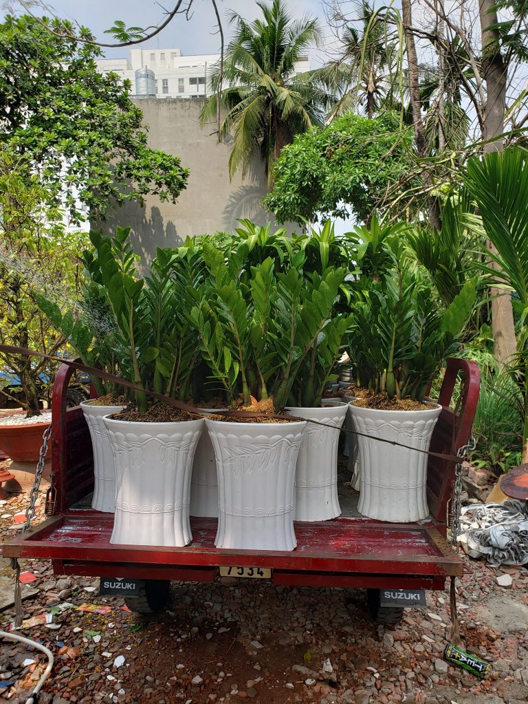 Cây kim tiền của nhà vườn Sáu Hải