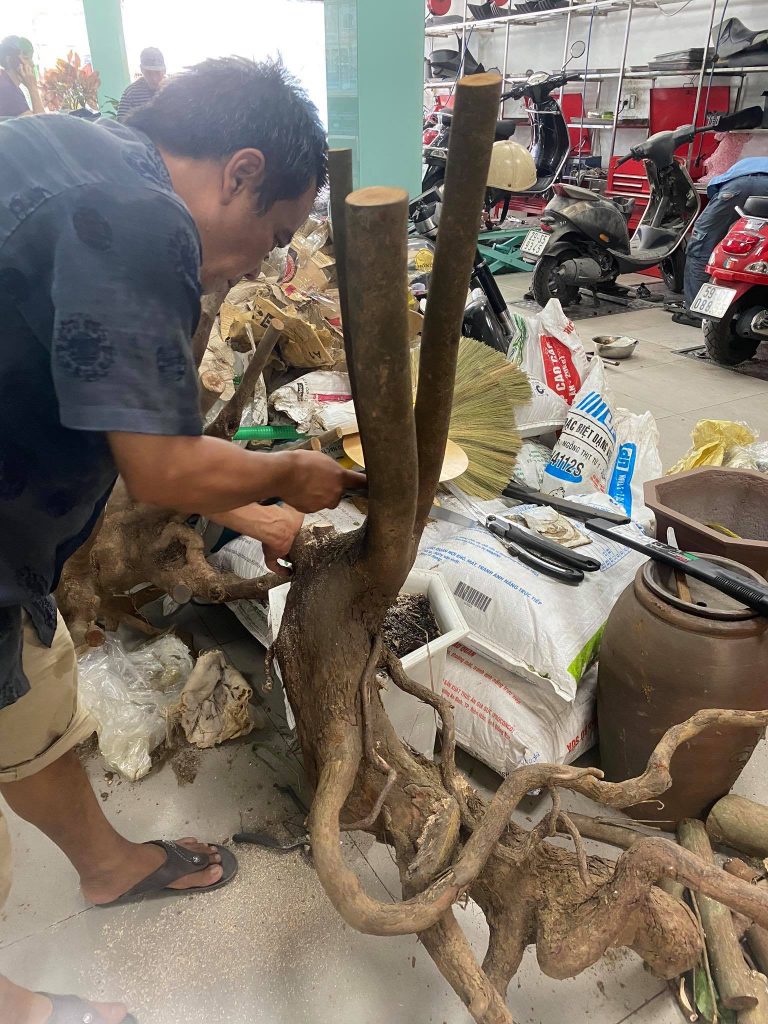Cắt tỉa gốc mai chuyên nghiệp