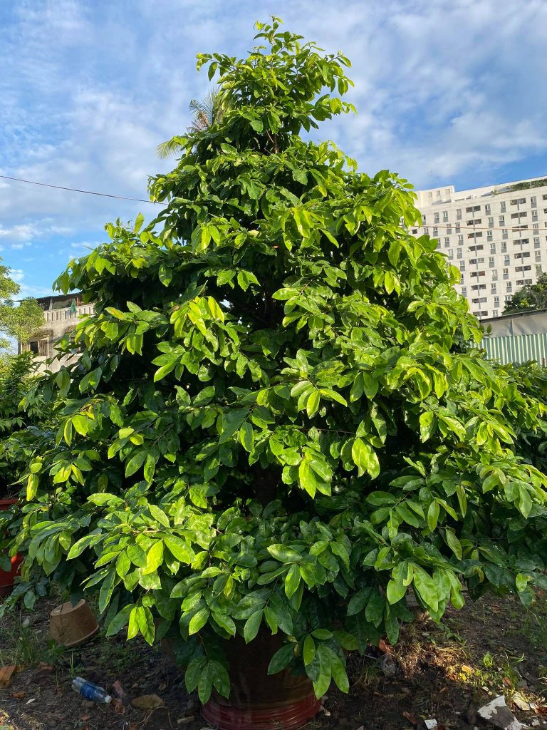 mai siêu to khổng lồ 3 mét 8