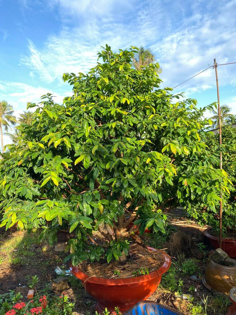 mai phát triển xanh tốt