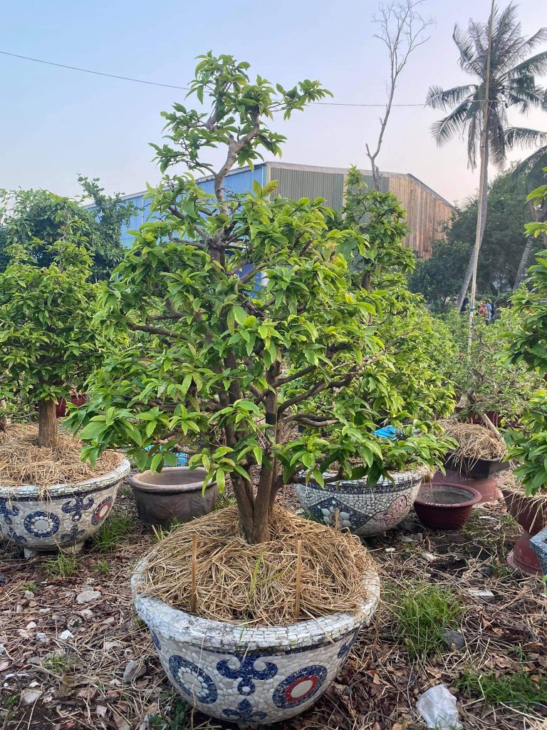 cắt tỉa và vệ sinh chậu mai