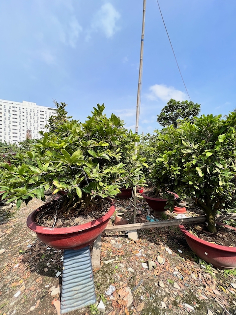 mai tết 2022