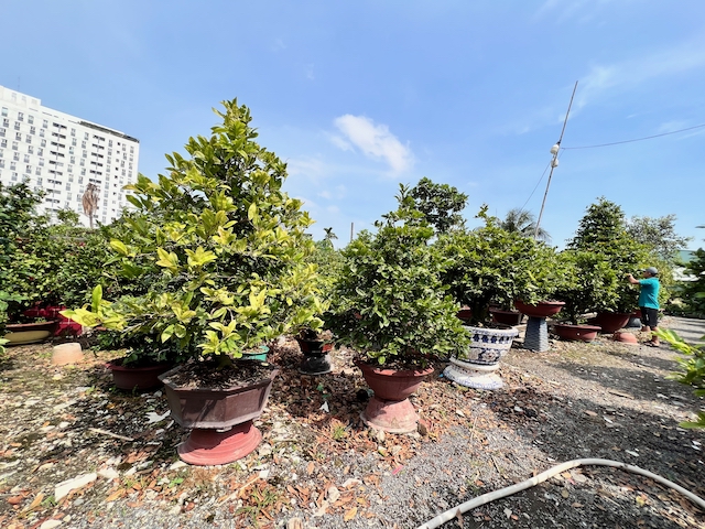 mai tết 2022