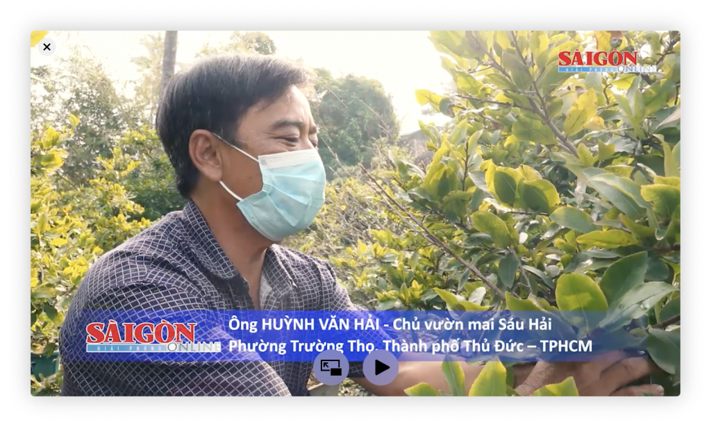 lặt lá mai đón tết 2022