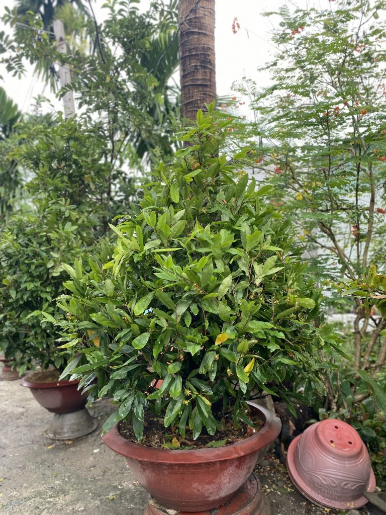 mai vàng sau tết