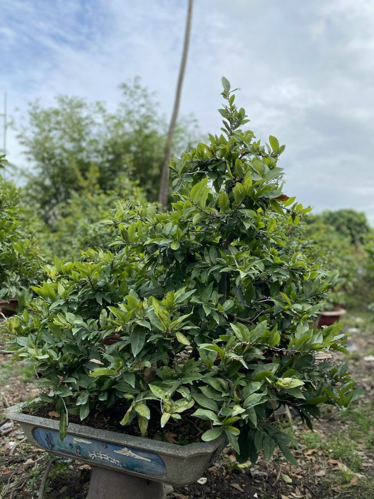 mai bonsai thủ đức