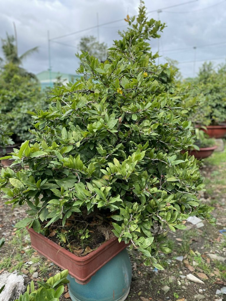 mai bonsai thủ đức