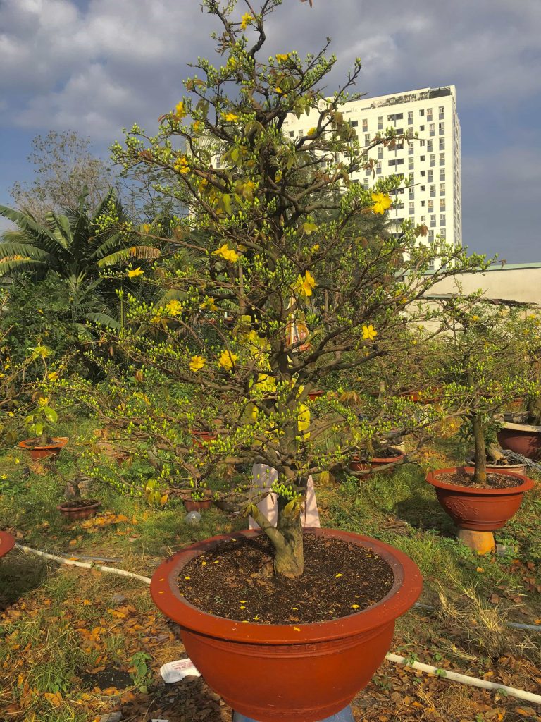 mai dang thông cực nhiều hoa