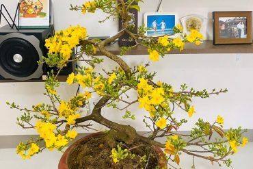 mai bonsai phòng khách