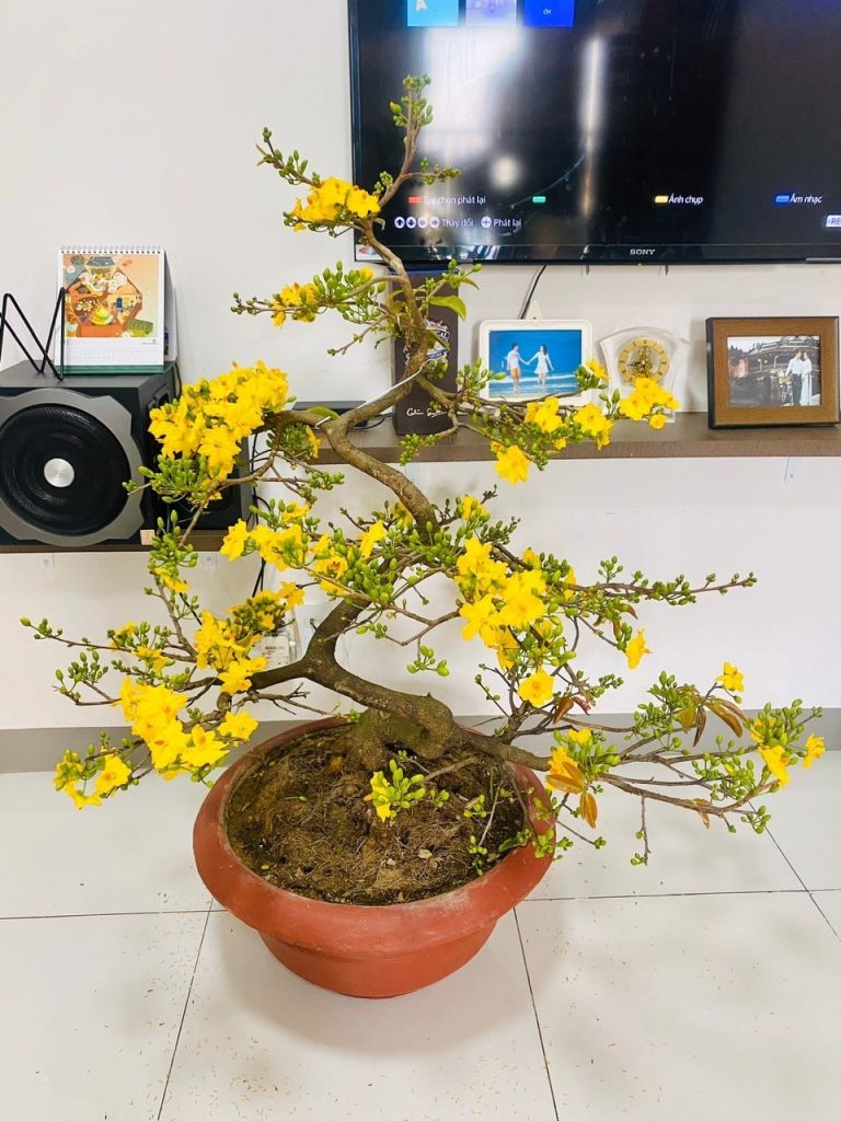 mai bonsai phòng khách
