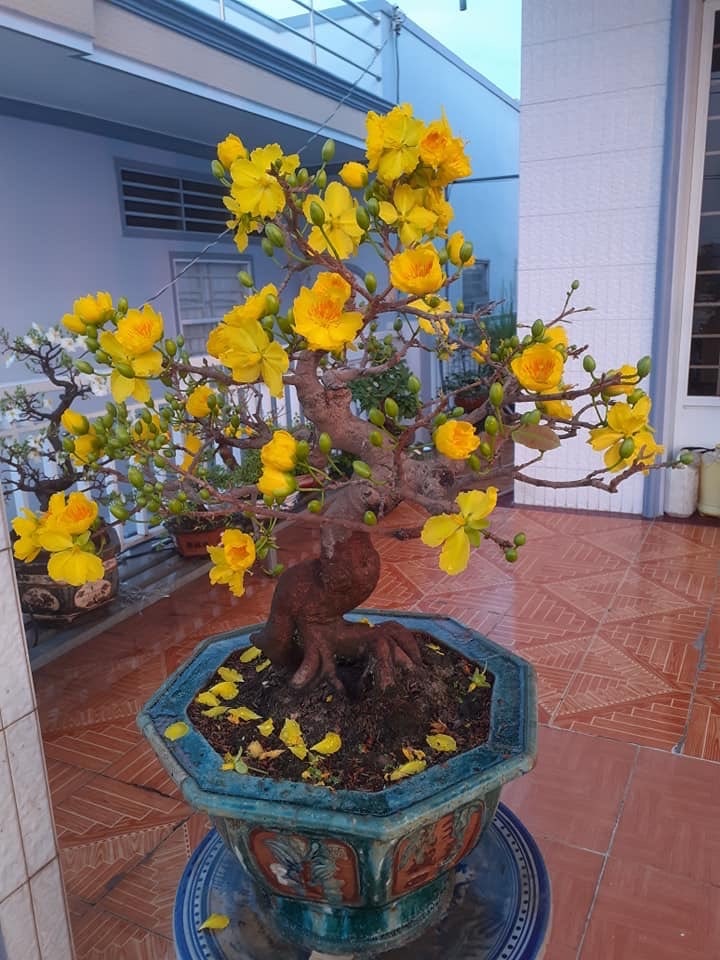 mai bonsai tết 2023