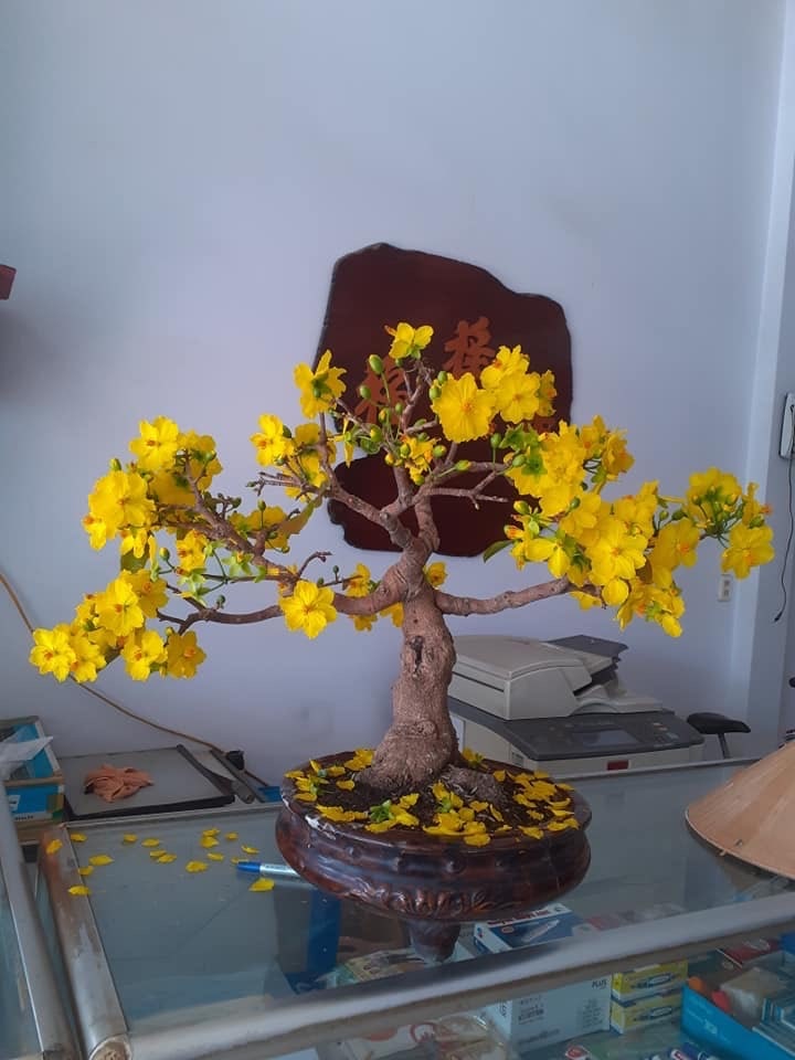 mai bonsai mini