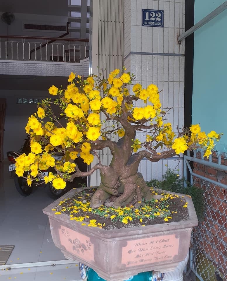mai bonsai độc lạ