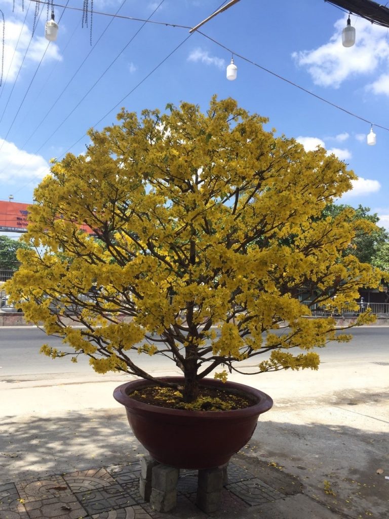 mai dáng thông cao cấp