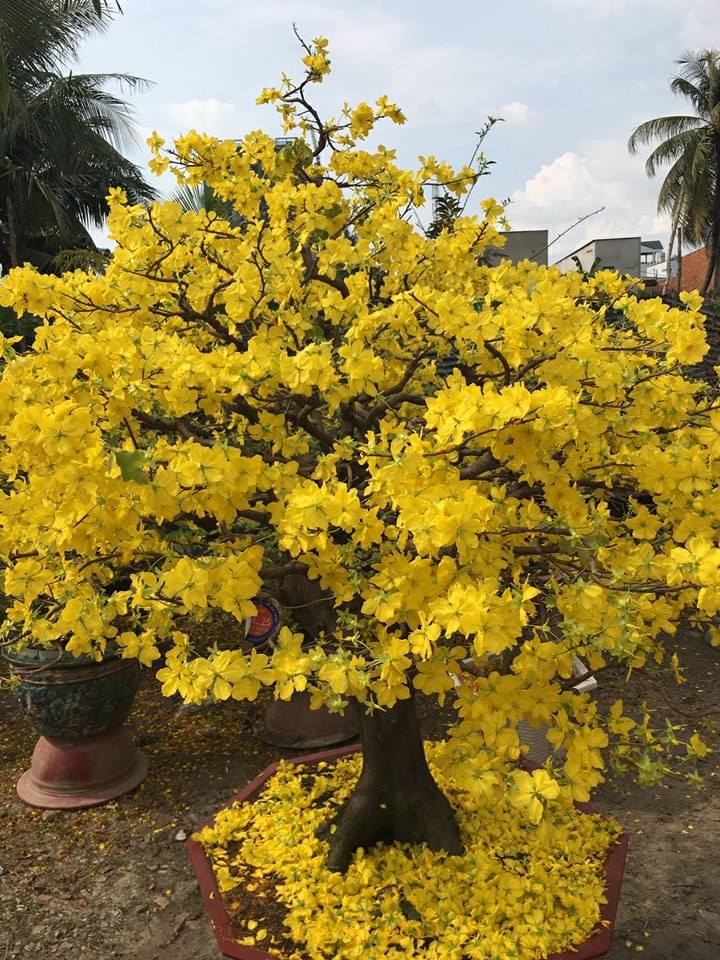 mai bonsai nhà vườn Sáu Hải
