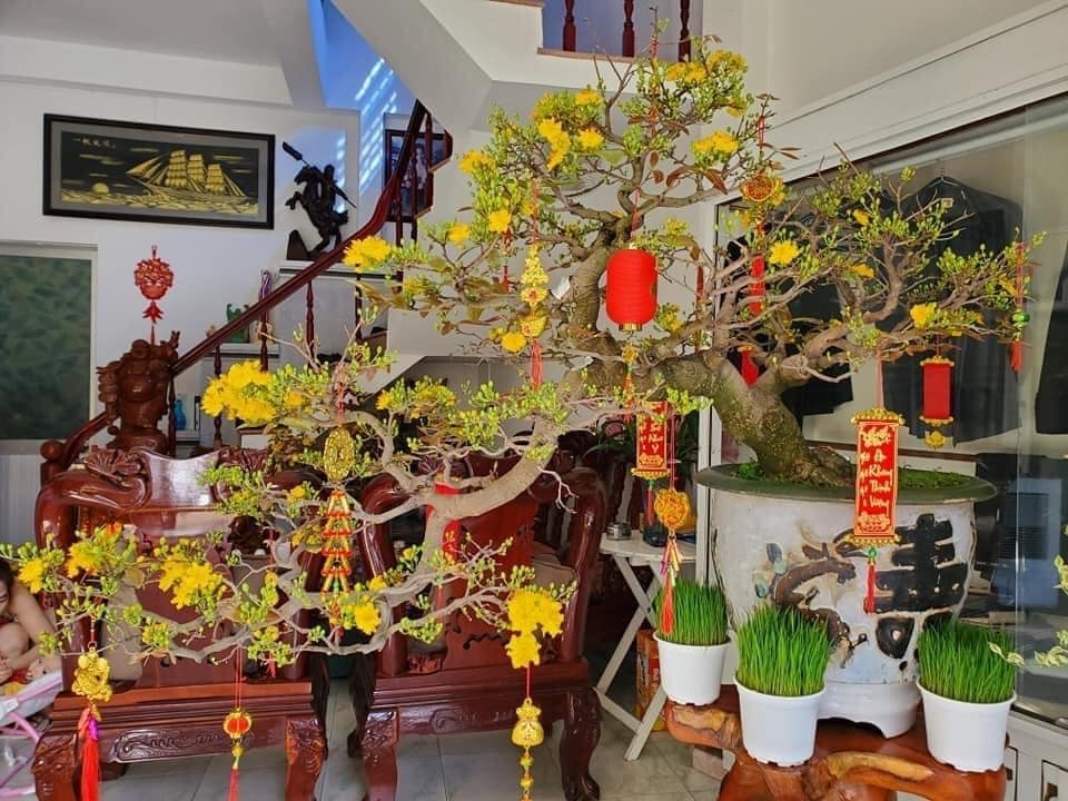 mai bonsai tết 2023