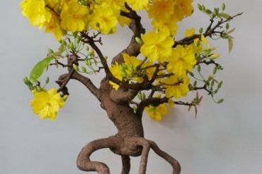 mai bonsai