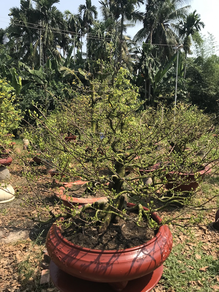 mai bonsai