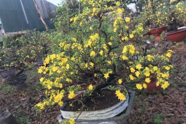 mai bonsai