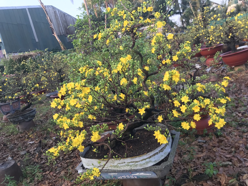 mai bonsai