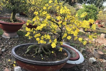 mai bonsai lâu năm