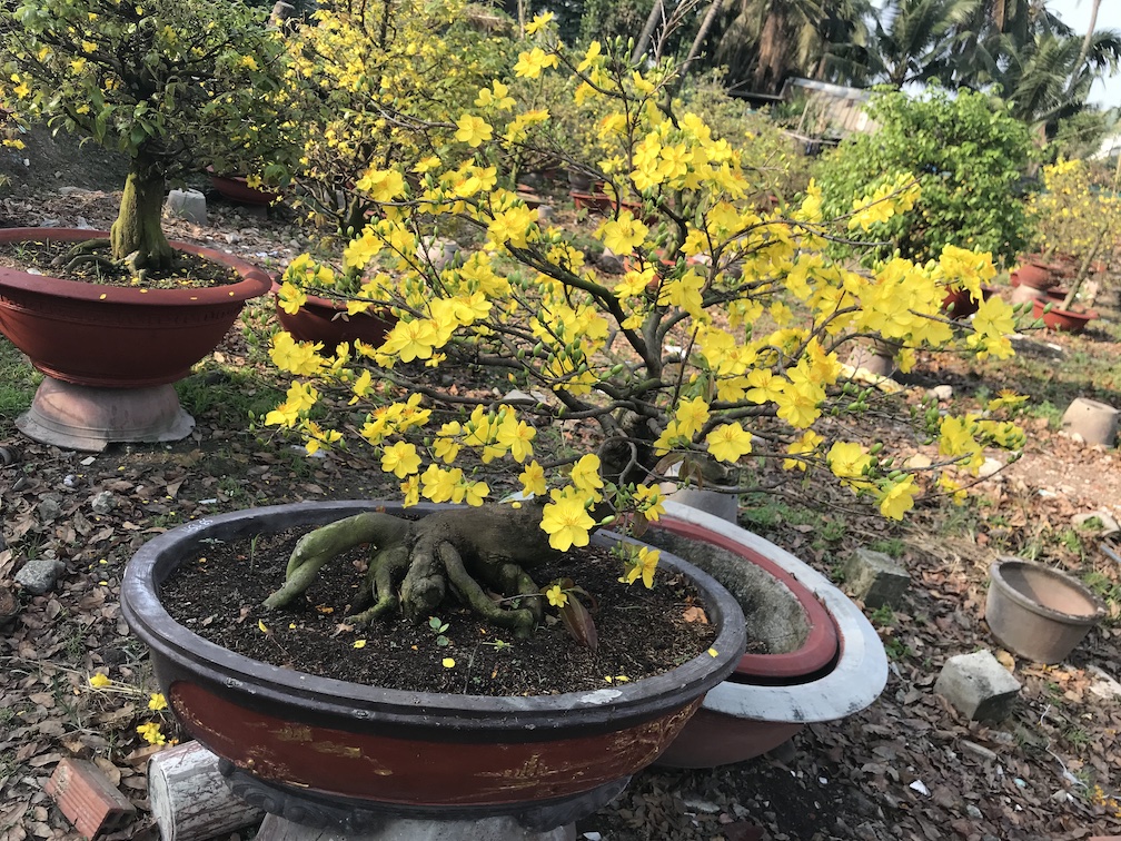 mai bonsai lâu năm
