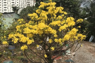 mai bonsai lâu năm