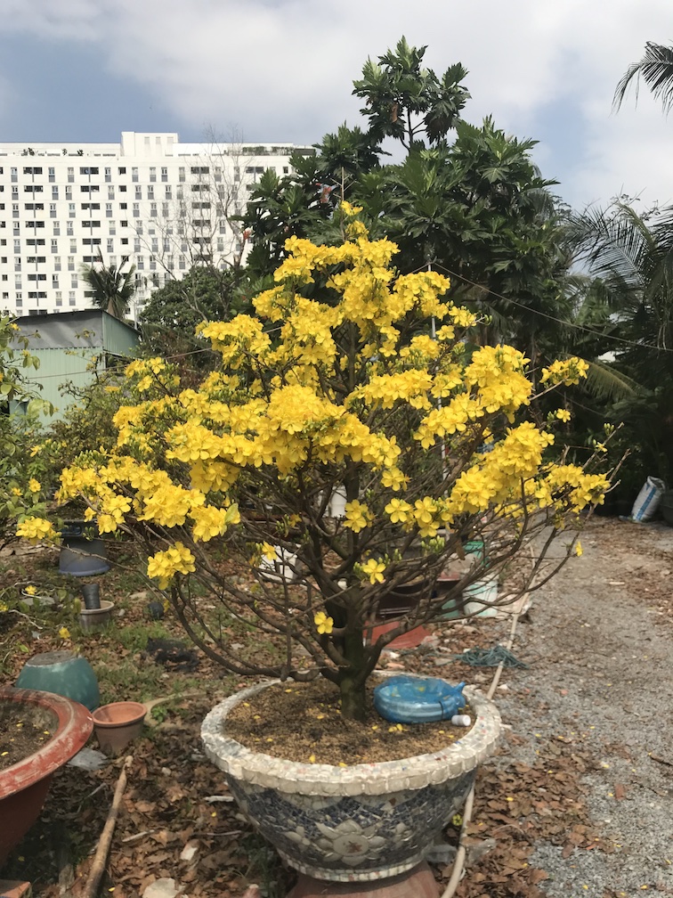 mai bonsai lâu năm
