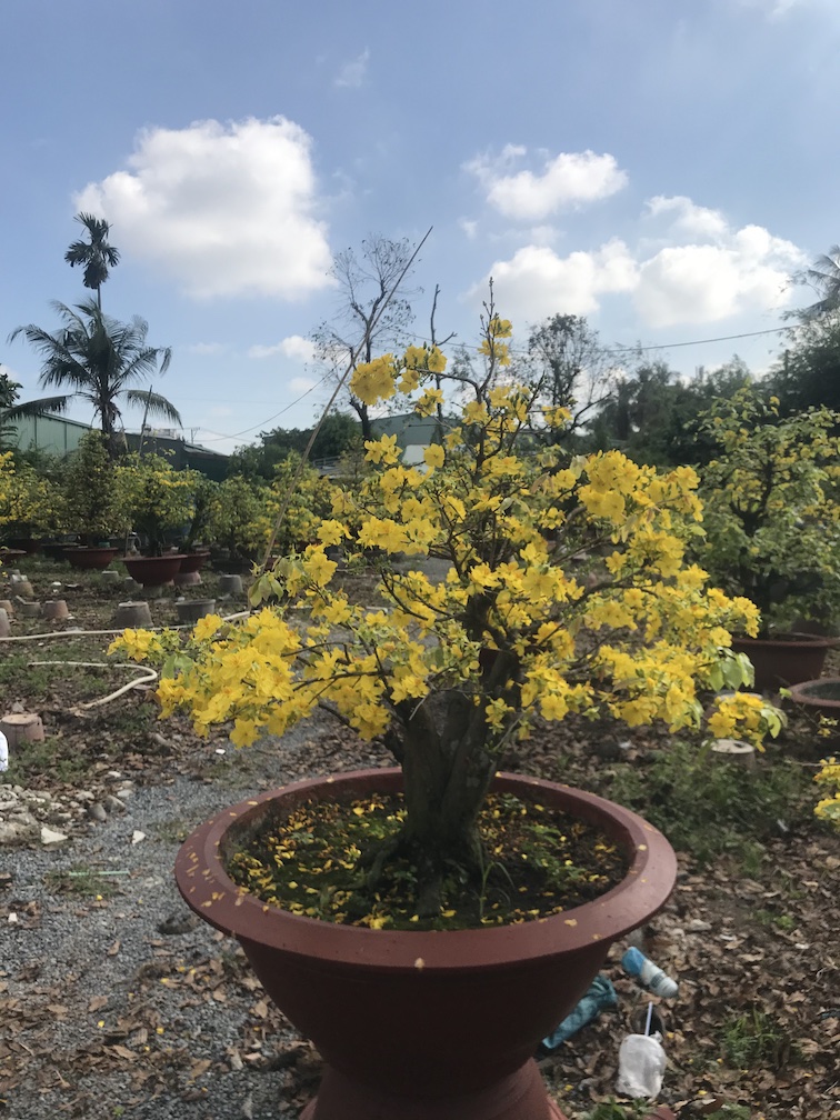 mai bonsai