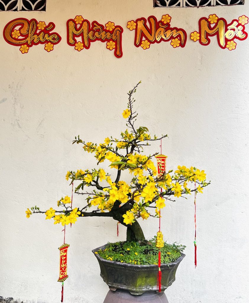 mai bonsai cỡ trung