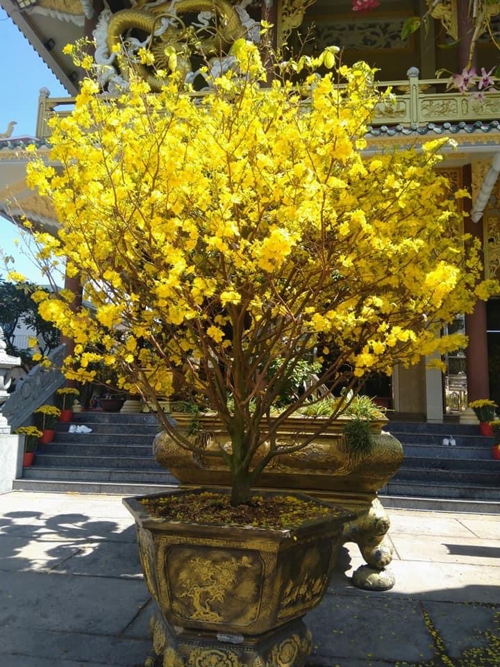 mai vàng khổng lồ