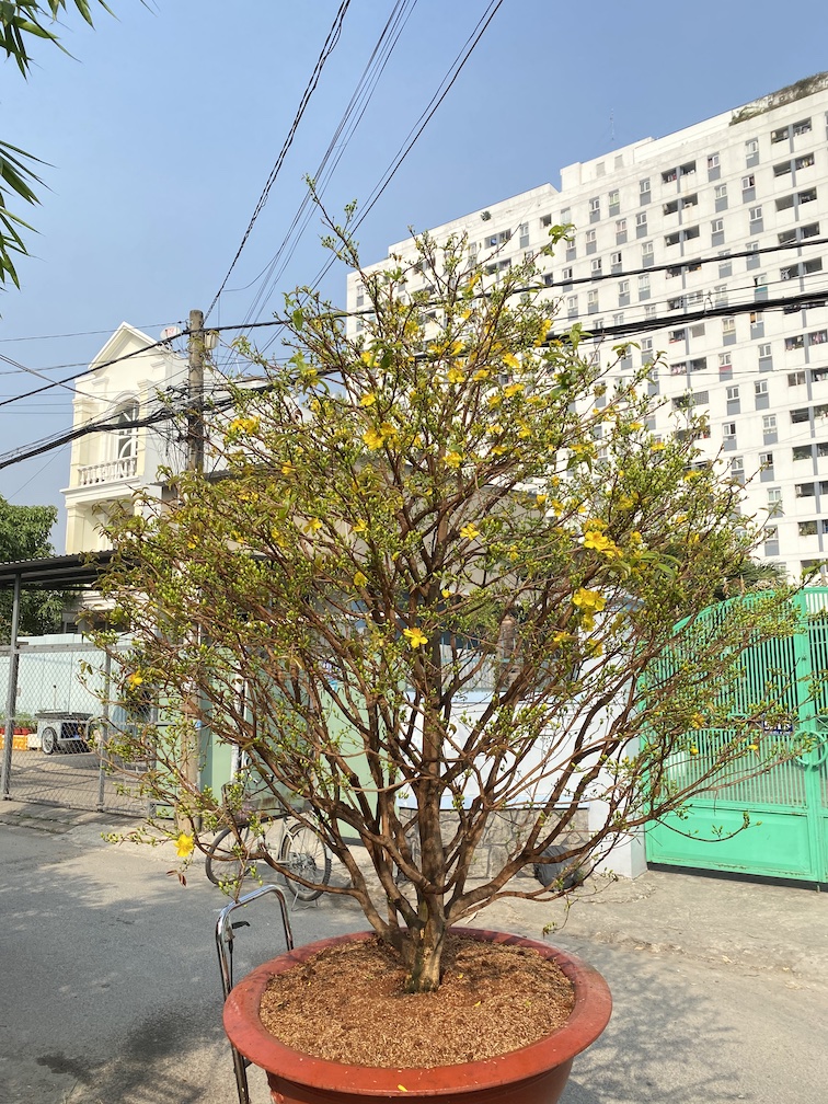 mai dáng thông đẹp