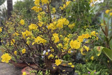 mai bonsai