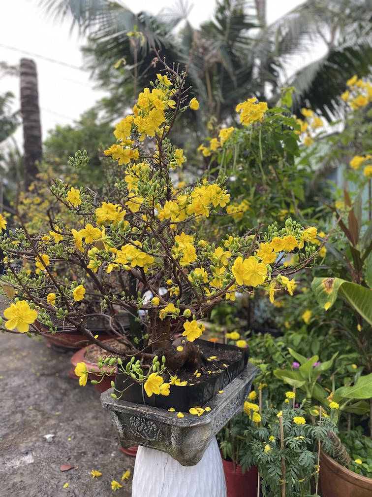 mai bonsai
