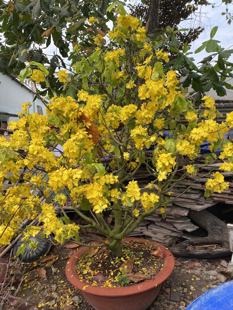 mai bonsai