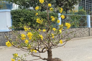 mai bonsai đẹp