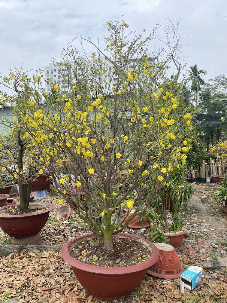 mai dáng thông