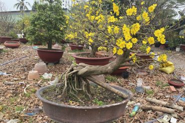 mai bonsai đẹp