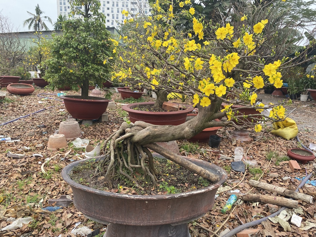 mai bonsai đẹp