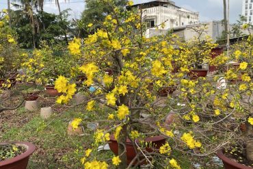mai bonsai đẹp