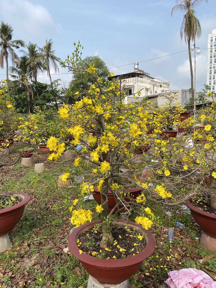 mai bonsai đẹp