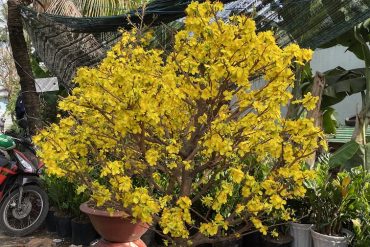mai bonsai đẹp 2023