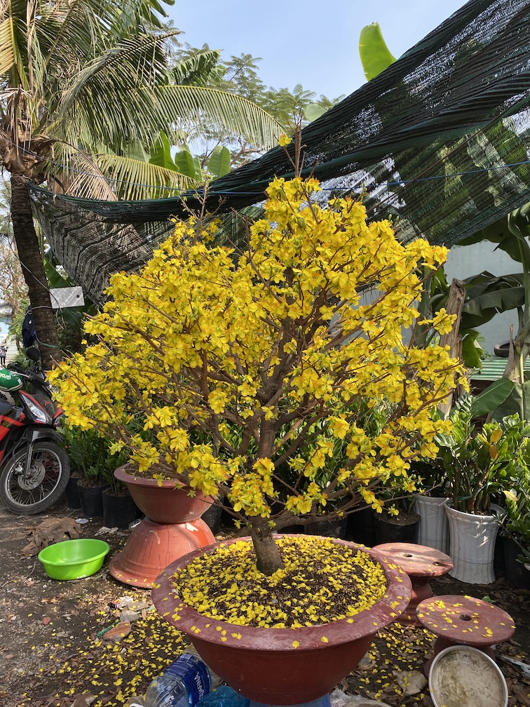 mai bonsai đẹp 2023