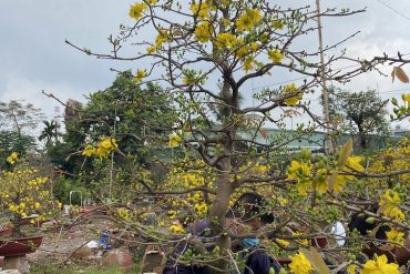 mai bonsai 30 năm tuổi