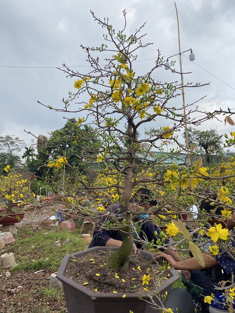 mai bonsai 30 năm tuổi